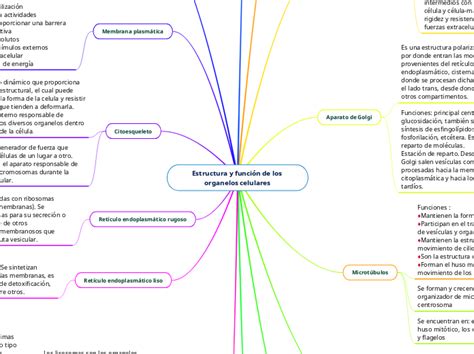 Estructura Y Funci N De Los Organelos Celu Mind Map