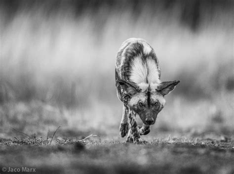 500px Blog » » Pro Tip: Photograph Wildlife from Ground or Eye Level to ...