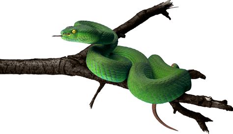 Pit Vipers Png - Free Logo Image png image
