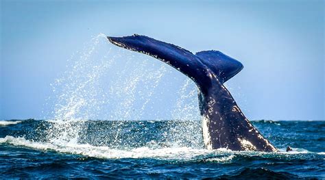 Coming together occasionally to feed or mate. Humpback Whale, Sydney Head's, New South Wales, Australia ...