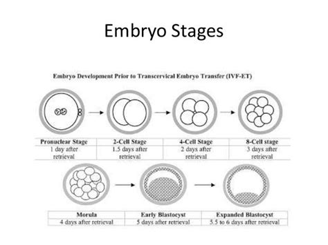 Embryo Implantation Stages