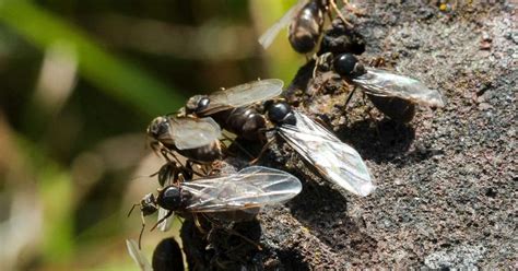 Flying Ant Swarm A Mile Long Seen Off South Coast Of