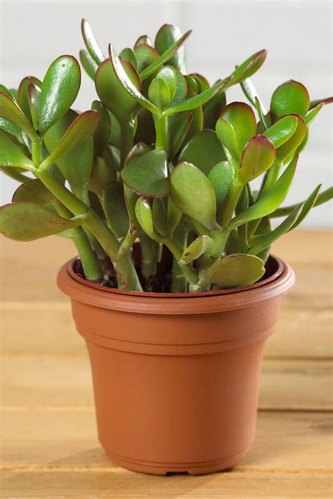 10 Of The Best Indoor Succulents For Beginners To Grow As Houseplants Growing Indoors