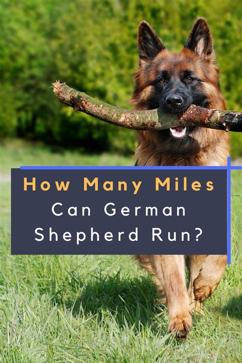 How Big Will My German Shepherd Get Calculator Loankas
