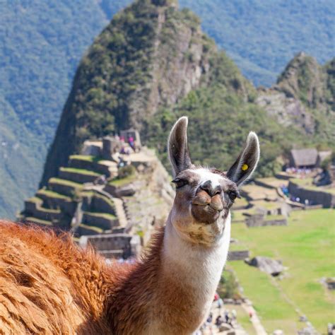 Juaranya Aïe 46 Raisons Pour Peru Machu Picchu Llama Whats The