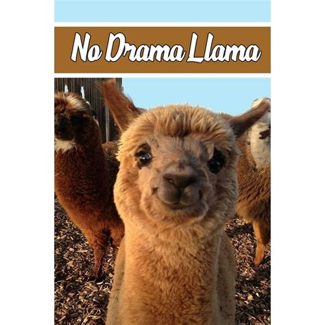No Drama Llama Paperback