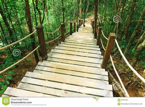 Jungle Staircase Stock Photo 48794268