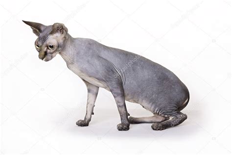 Hairless Cat Sphynx — Stock Photo © Emprise 2522181