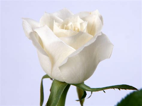 White Roses