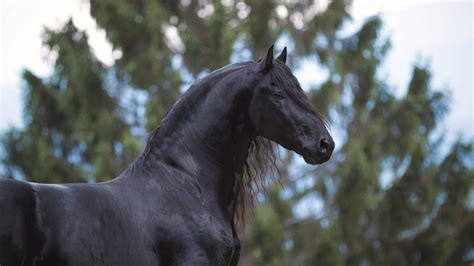 24 Friesian Horse Pictures Youll Love