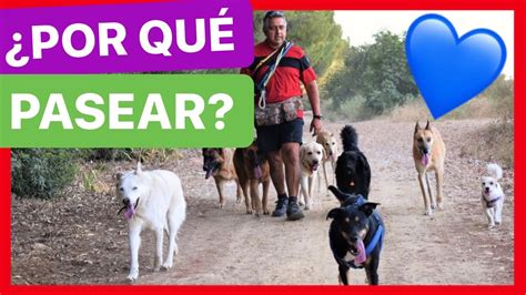 Por qué DEBES PASEAR a tu PERRO Qué pasa si NO SACO a PASEAR a mi PERRO YouTube