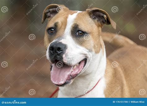 Boxeador Feliz Americano Bulldog Mezcla Perro Jadeando Lengua Y Rabo