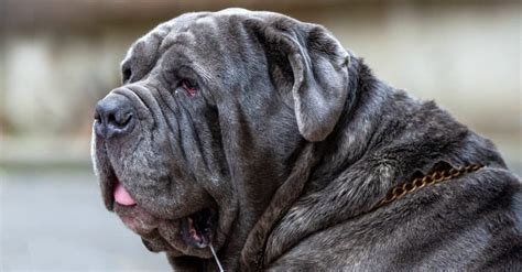 The Top 15 Biggest Dogs In The World Az Animals