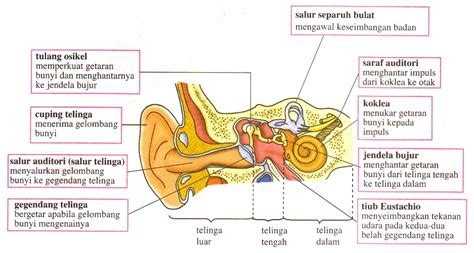 Memahami sel membentuk tisu, organ, dan system dalam badan manusia 4. Memahami Deria Pendengaran