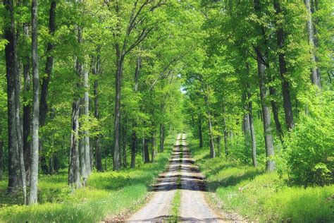 Free Images Tree Nature Wilderness Road Trail Meadow Sunlight