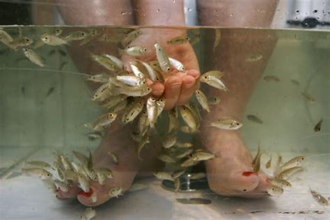 Fish Pedicures Carp Rid Your Feet Of Scaly Skin