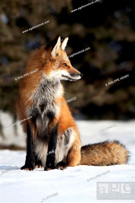 Red Fox Sitting In Snow Montreal Quebec Stock Photo Picture And