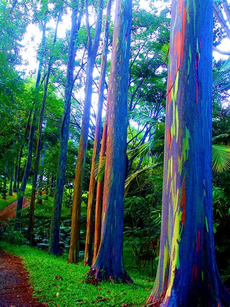 The Rainbow Forest Of Eucalyptus In The Philippines Eucalyptus Deglupta