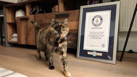 A Sus 26 Años De Edad Flossie Recibe Récord Guinness Por Ser El Gato