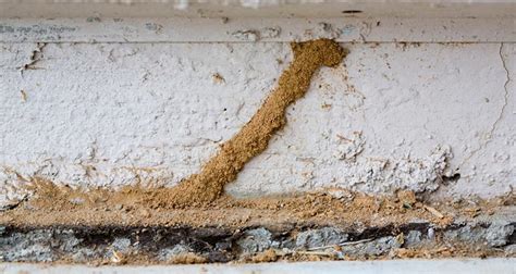 10 Main Signs Of Termites Infestation In Your House Pestsguide