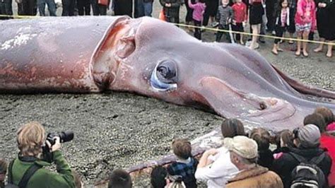 Largest Sea Animals Youtube