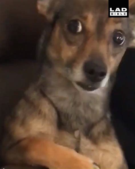 88 Weird Chihuahua Face Meme L2sanpiero