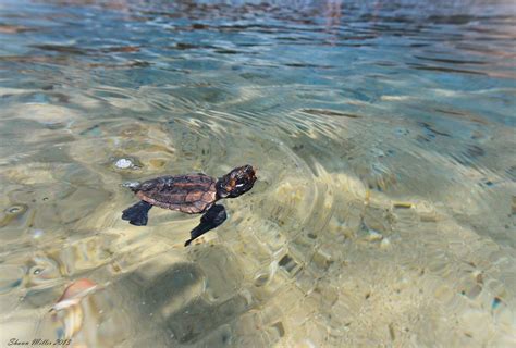 How Fast Can Sea Turtles Swim Canzi