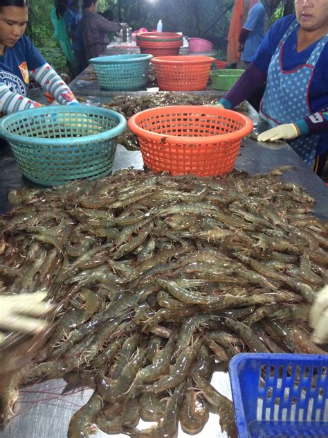 First Asc Certified Shrimp Farm In Thailand Is A Big Step Forward For