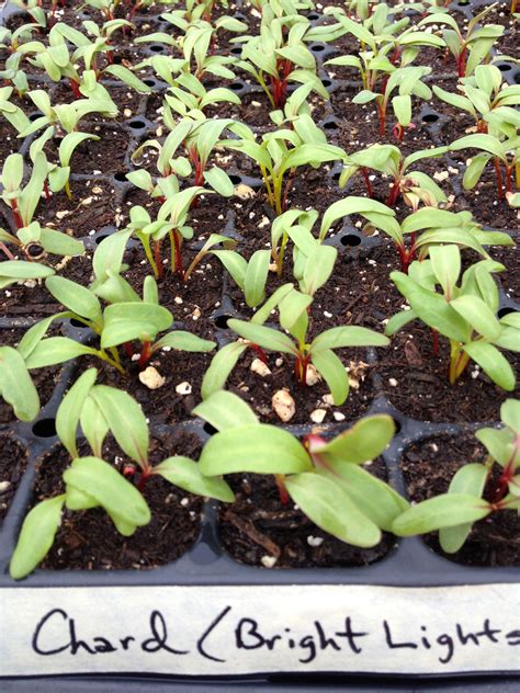 Swiss Chard Seedlings Vegetable