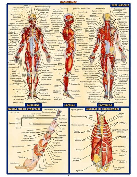 Printable Muscle Anatomy Chart Printable Muscular System