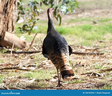 Wild Turkey Waking Away On Grassy Woodland Area Stock Image Image Of