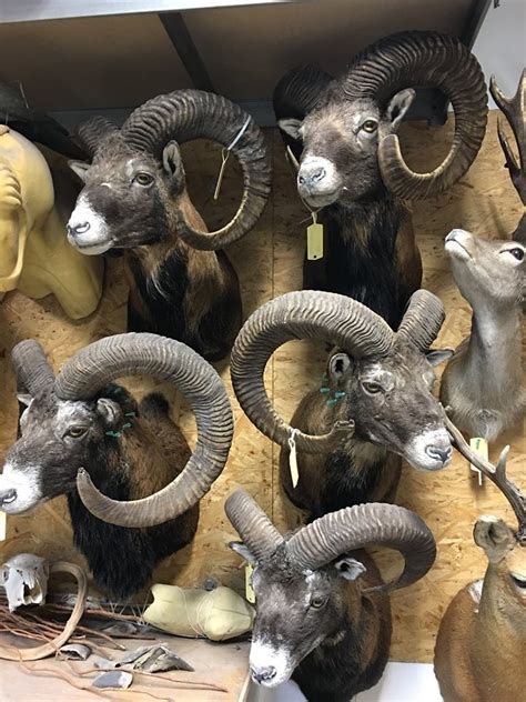 Ultimate Hunting Trophies Mouflons Ultimate Hunting