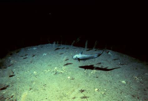 Noaa Ocean Explorer Deep East 2001abyssal Sea Floor Life
