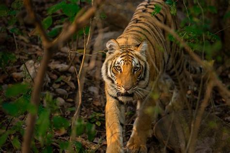 Big Cats In India Tiger Lion Snow Leopard Safari Tour
