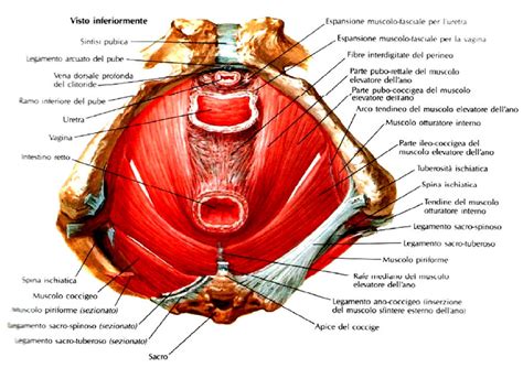 Incontinenza Urinaria Femminile E Disturbi Del Pavimento Pelvico My