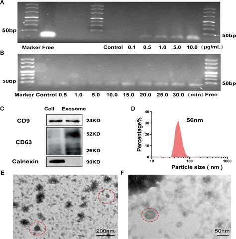 Frontiers A Light Activated Magnetic Bead Strategy Utilized In Spatio