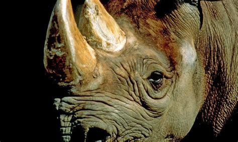 The Existence Of Our Natural Environment Western Black Rhino Declared Extinct Bad News