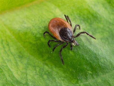 Meat Allergy Cases Linked To Tick Bites Growing In Fl Cdc Says