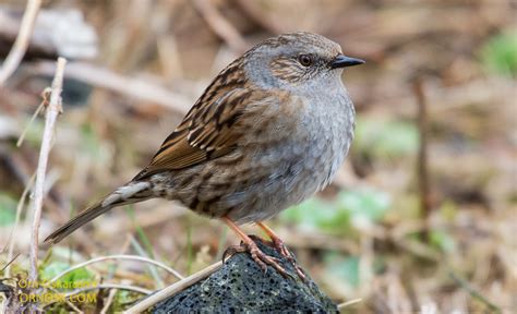 Little Brown Bird Ornosk Birds Landscape Weather