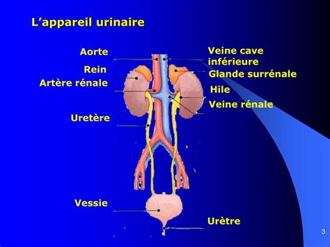 Ppt Anatomie Du Rein Et Des Voies Urinaires Powerpoint Presentation