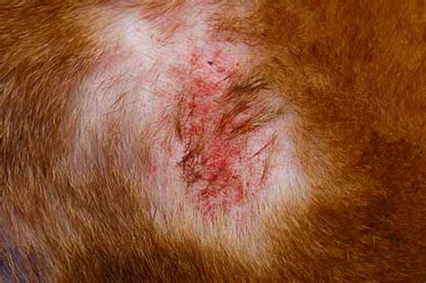 3 Ways To Prevent And Treat Staph Infection In Dogs