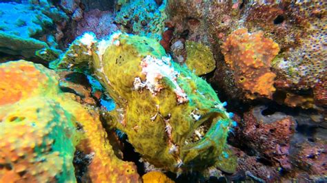 Frogfish From The Philippines Youtube