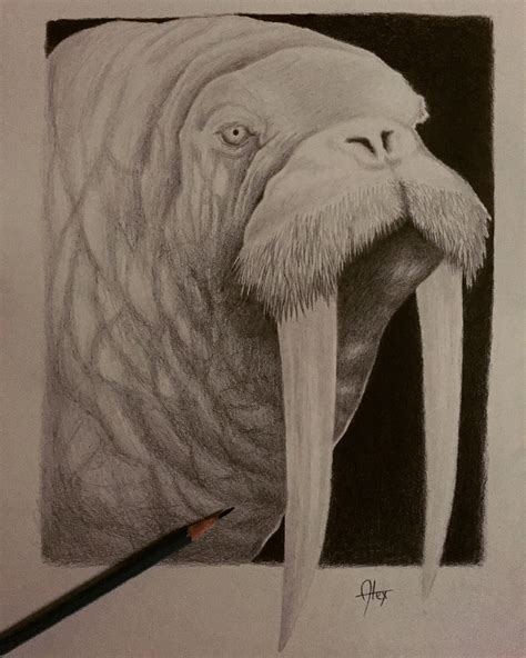 Walrus Pencil Drawing On Behance