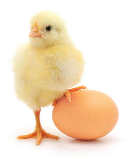 Chicken With Eggs Images And Pictures Becuo