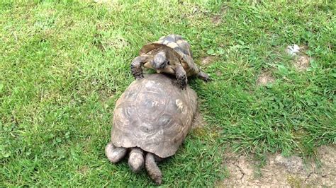 Funny Tortoise Sex Face Youtube
