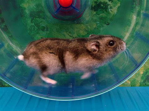 Types Of Pet Hamsters 5 Most Popular Hamster Breeds