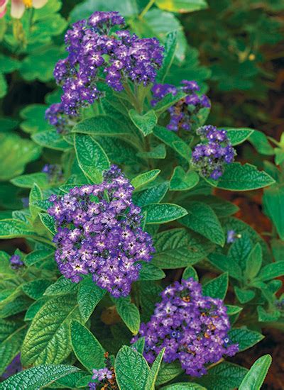 Kirsten Kristensen Purple Flowers That Smell Good 15 Fragrant Plants