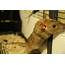 Rex Rat Curly Kinked Coats – Understanding Pet Fancy Rats