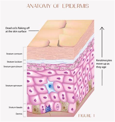 A Sensible Approach To Understanding The Skin Epidermis Basal Cell