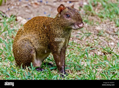 Common Agouti High Resolution Stock Photography And Images Alamy